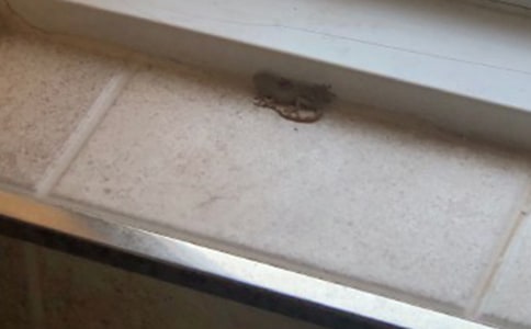 壁虎尾巴的作用