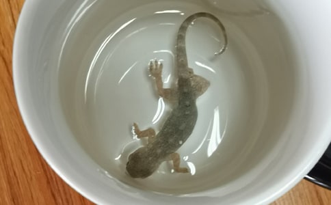 壁虎的尾巴作文300字