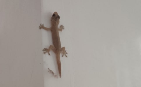 n开头的单词像壁虎的动物