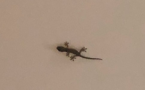 发现壁虎的作文300字6篇