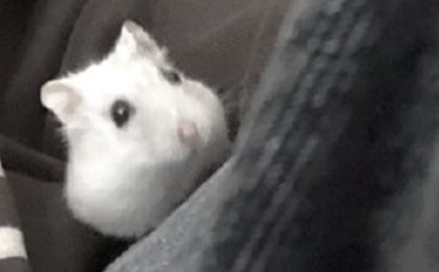 【热门】仓鼠的作文300字4篇