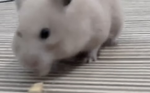 有关仓鼠的作文300字三篇