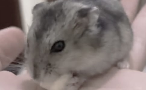 【精选】仓鼠的作文300字6篇