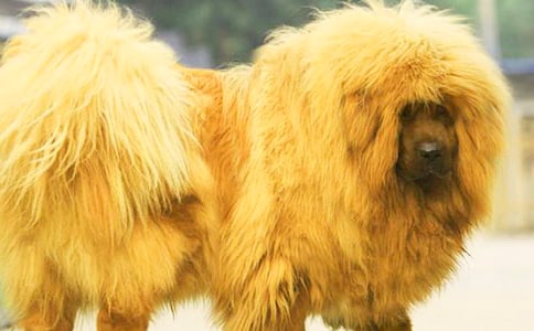 �������ᡱ�и�