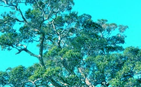 春天的大树作文300字4篇