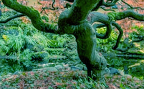 像大树一样成长的励志说说