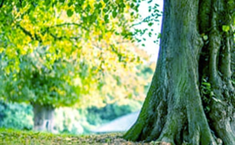 【热门】大树的作文300字4篇