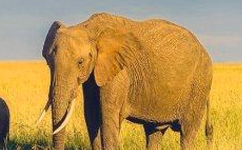 大象的作文300字7篇(优选)