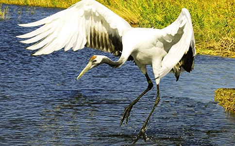 丹顶鹤的寓意和象征