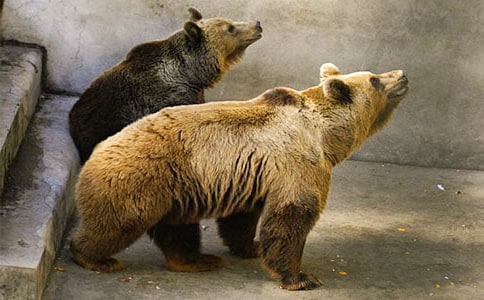 看到狗熊用英文怎么表达?