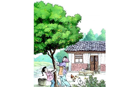 《桂花雨》读后感15篇