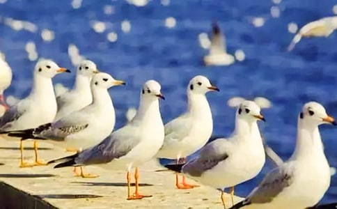 《海鸥乔纳森》读后感集合15篇