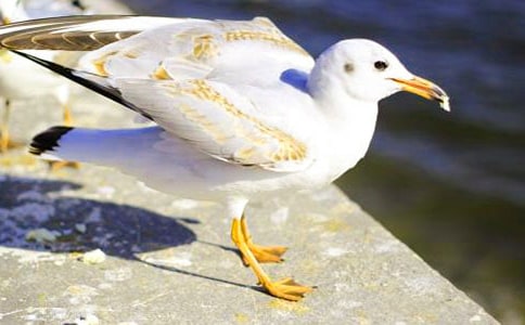 读《海鸥乔纳森》有感10篇