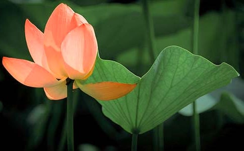 荷花盛开的优美诗句 赞美荷花的诗句