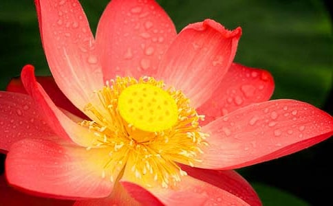 2023年形容荷花的句子大汇总52条