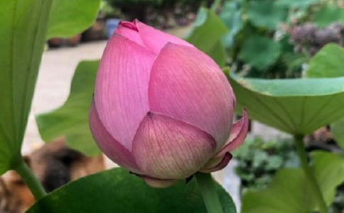 读《荷叶与红莲》有感