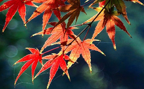 美丽的香山红叶六年级作文600字