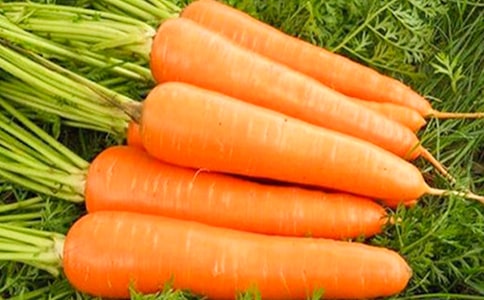 胡萝卜的单词