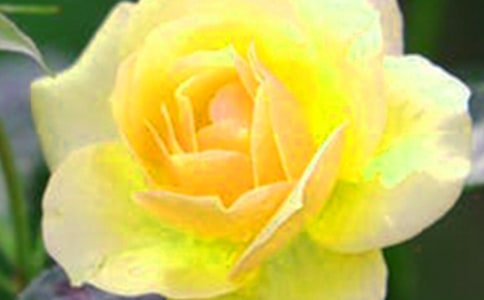 花朵优美句子84句