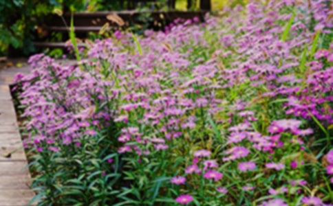 花园作文300字【优秀4篇】