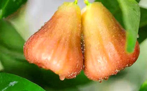 林清玄《翡翠莲雾》阅读练习答案