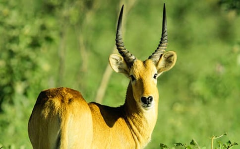《藏羚羊跪拜》读后感(15篇)
