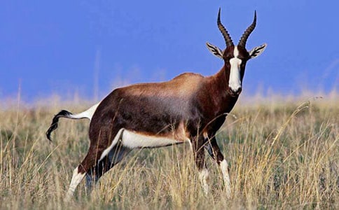 羚羊木雕阅读原文及答案