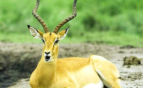 《羚羊木雕》读后感15篇