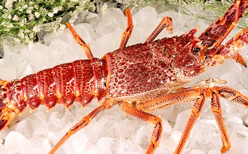 【实用】龙虾的作文300字7篇