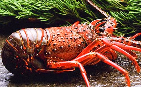 钓龙虾作文300字