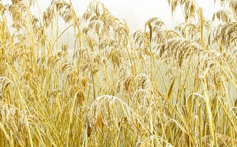 实用的芦苇的作文300字10篇