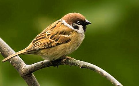 精选小麻雀作文300字5篇