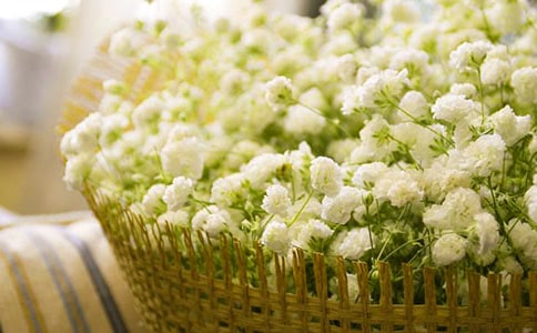 满天星的说说14篇