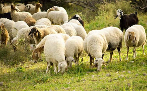 优秀的绵羊读后感