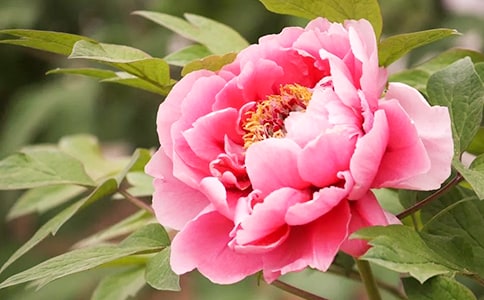 ĵСѧ,2018ĵõСѧа