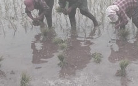 做农活心得体会