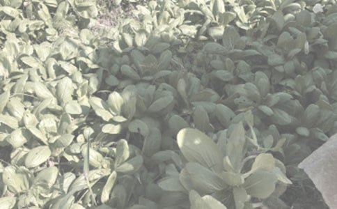 农委会农作物品种试验管理制度