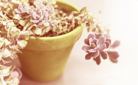 有关盆栽花卉浇水五看