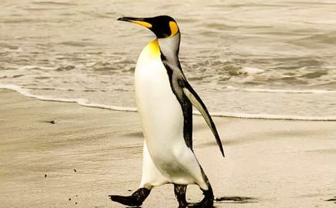 帝企鹅日记观后感7篇