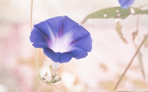 情系牵牛花六年级作文800字