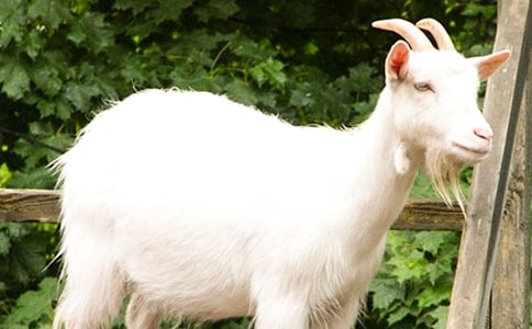 《山羊不吃天堂草》读后感(汇编15篇)