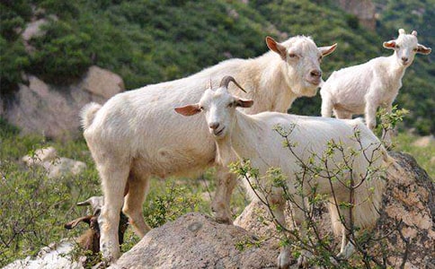 (合集)实用的山羊作文300字