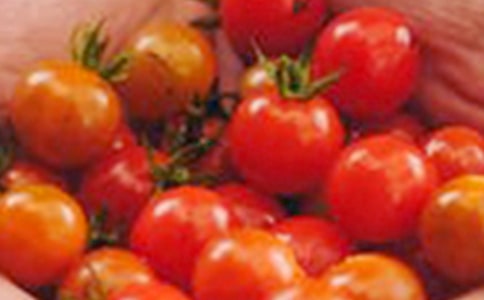 圣女果是西红柿吗