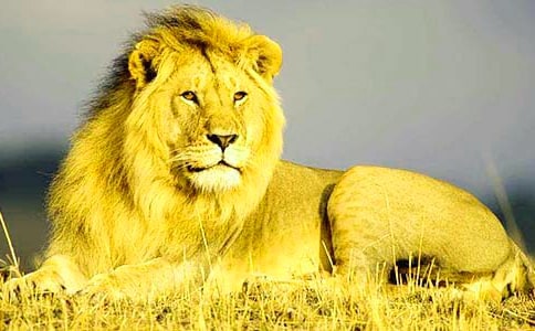 【热门】狮子王观后感