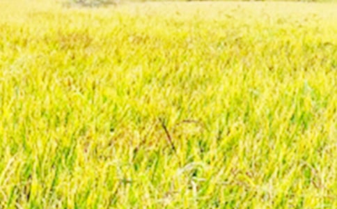 我爱夏的田野六年级作文800字