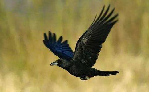 乌鸦喝水作文300字