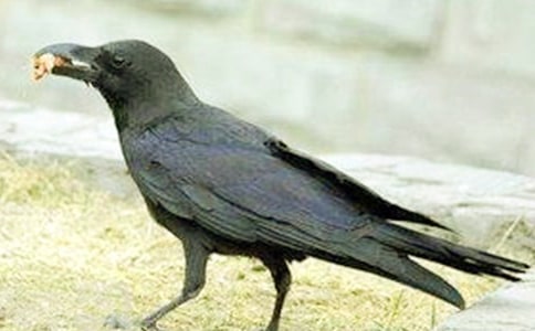 《乌鸦喝水》读后感(合集15篇)