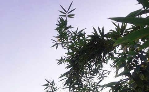 经典个性午安句子70句