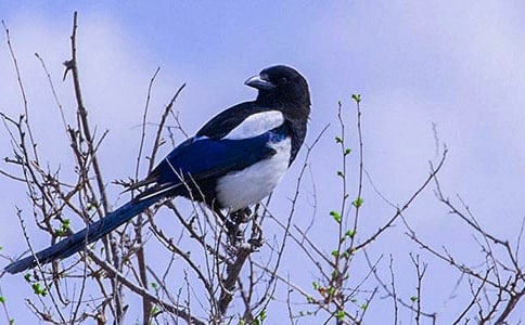 (优秀)喜鹊的作文300字