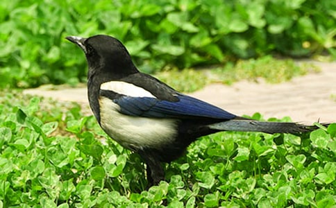 喜鹊的作文300字